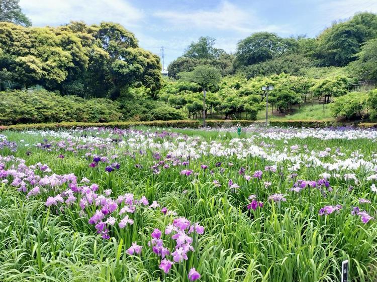 横須賀しょうぶ園 横須賀しょうぶ園,菖蒲園,花菖蒲の写真素材