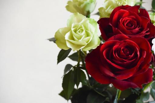 緑と赤のばら 緑と赤のばら 緑,ばら,薔薇の写真素材