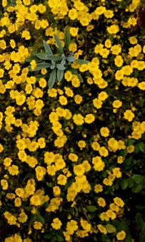 黄色の小花 黄色の小花の写真