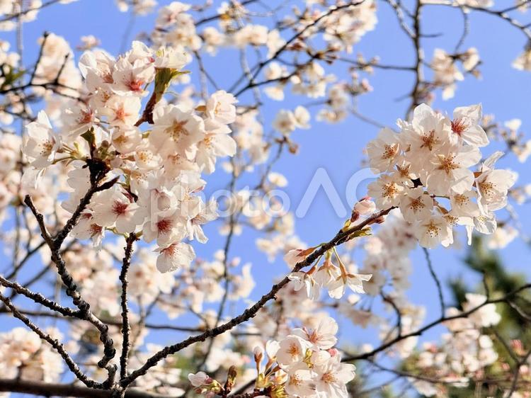 桜(ソメイヨシノ)の枝 桜,ソメイヨシノ,蕾の写真素材