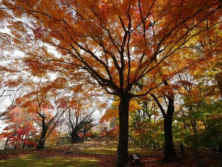 背景に合う紅葉 モミジ,紅葉,秋の写真素材