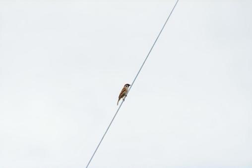 A sparrow perched on a power line looking around, JPG A sparrow perched on a power line looking around, JPG