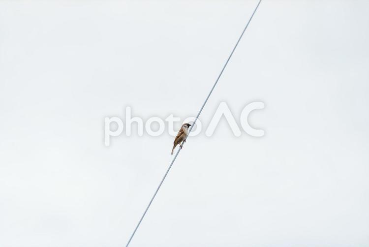 電線に止まって辺りを見回すスズメ スズメ,小鳥,野鳥の写真素材