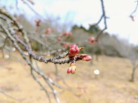 Cherry buds, sunny day, healing, satoyama, JPG