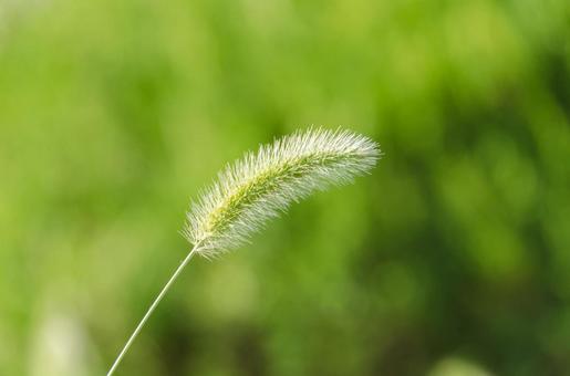 エノコログサ エノコログサ エノコログサ,猫じゃらし,草の写真素材