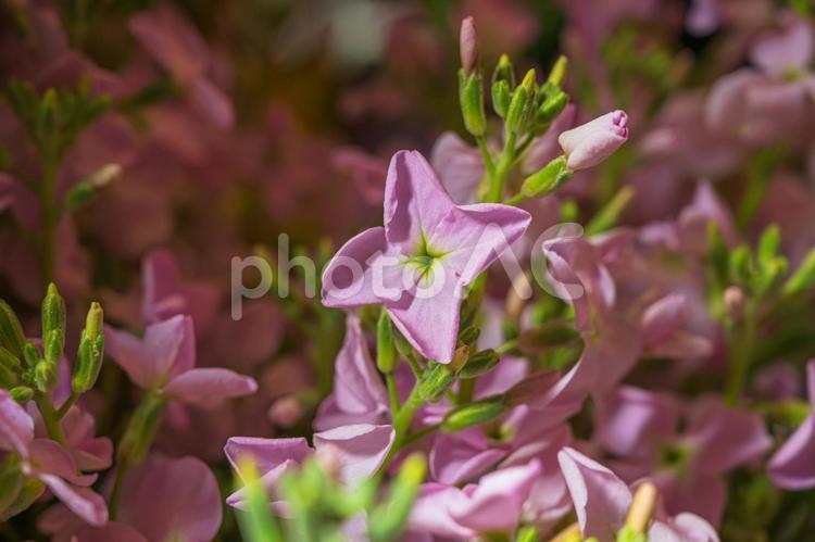 紫の花(その７) 紫,たくさん,花束の写真素材
