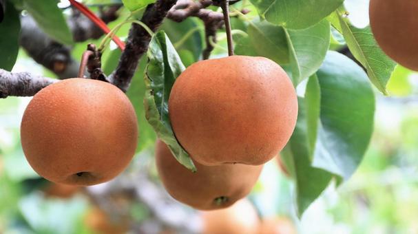 Photo, pear, chojuro, japanese pear, 