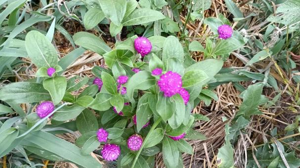 暑さに強い夏の花・千日紅 暑さに強い夏の花・千日紅の写真