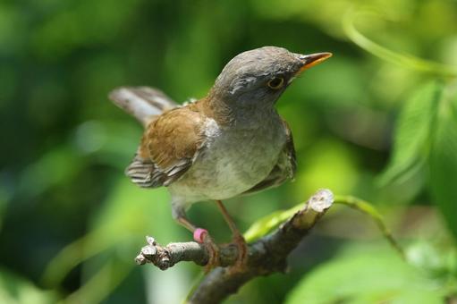 Urban Idol: Wild Bird White-throated Sparrow③, JPG