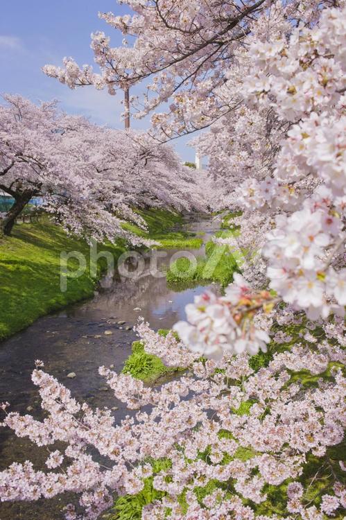 背景　川沿いの桜 背景,桜,花の写真素材