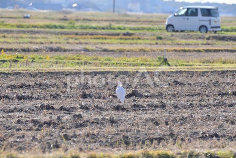 朱鷺と共に暮らす里 朱鷺,ニッポニア・ニッポン,鳥の写真素材