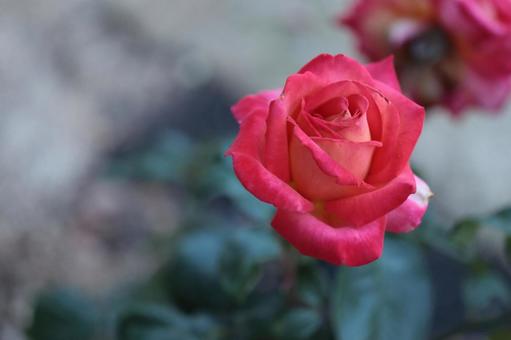 バラ園にて赤い薔薇を撮影しました バラ園にて赤い薔薇を撮影しました 花,薔薇,花びらの写真素材