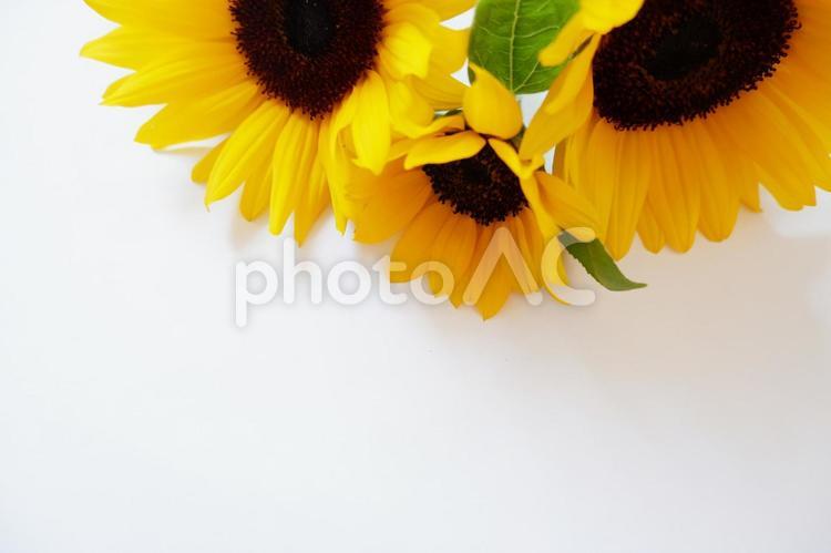 白の背景にひまわりの花、夏の背景素材 ひまわり,自然,鮮やかの写真素材