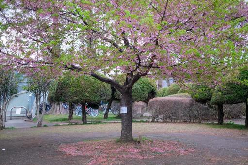 別所沼公園の河津桜 別所沼公園の河津桜の写真
