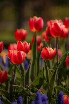 赤いチューリップの写真