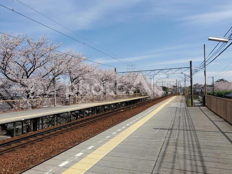 桜の線路 線路,桜,春の写真素材