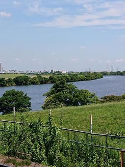 夏の江戸川 夏の江戸川の写真