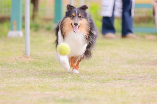 sheltie, cão, sheruti, funcionamento do cão, JPG