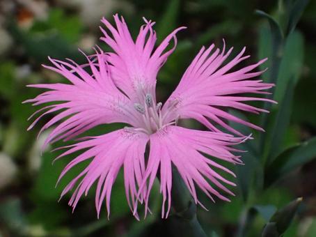 Photo, kawaranadesico, beautiful, pink, 