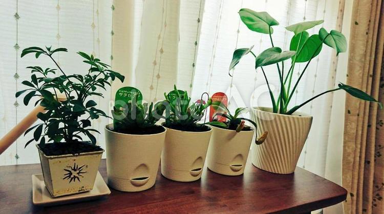 屋内グリーン 卓上植物,グリーン,モンステラの写真素材