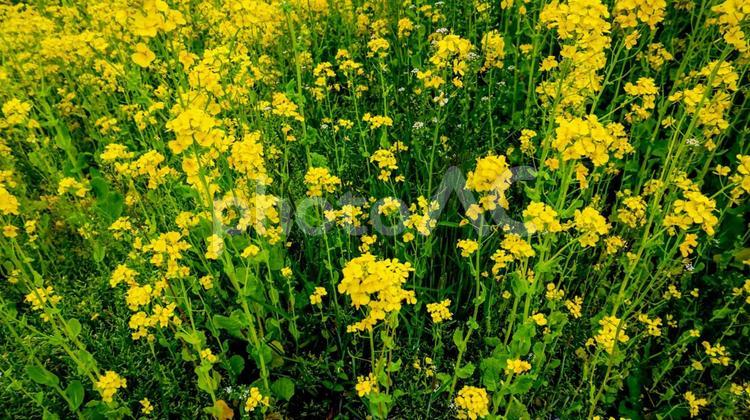 福岡県古賀市の菜の花畑 菜の花,青空,春の写真素材