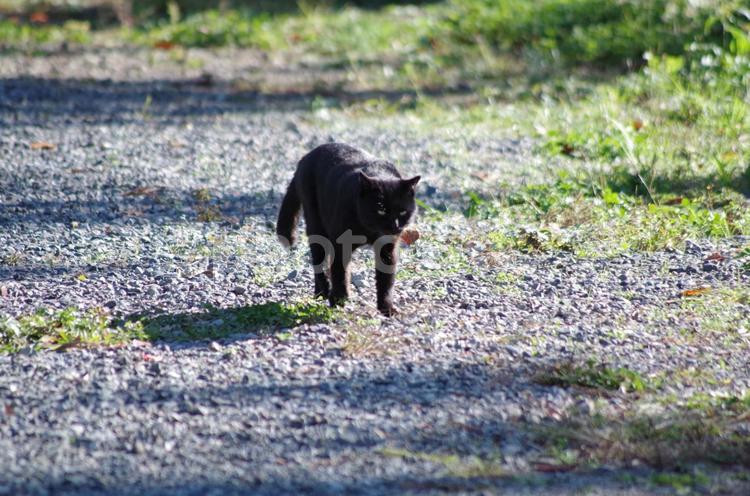 歩く黒猫 黒猫,にゃんこ,のらの写真素材