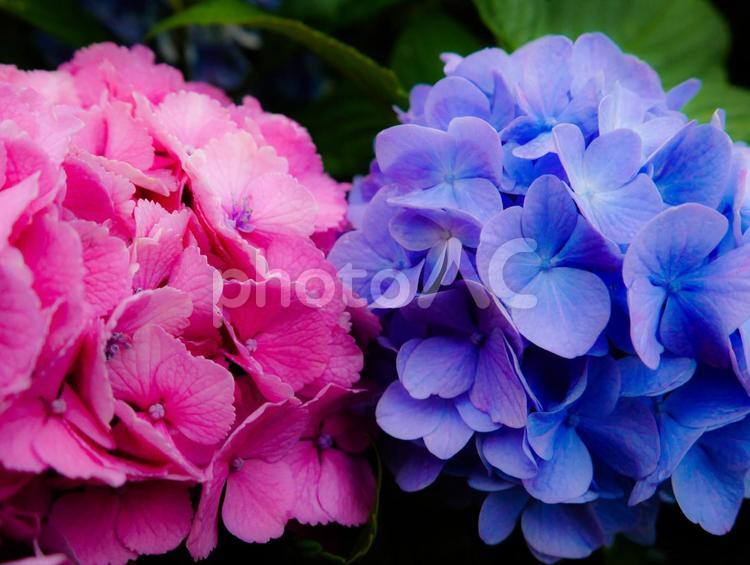 ピンクと青紫の並ぶアジサイ アジサイ,紫陽花,あじさいの写真素材