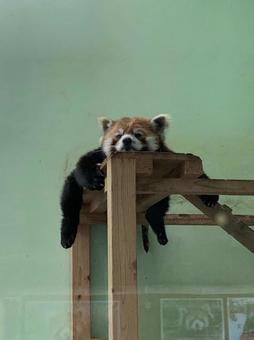 癒しのレッサーパンダの写真