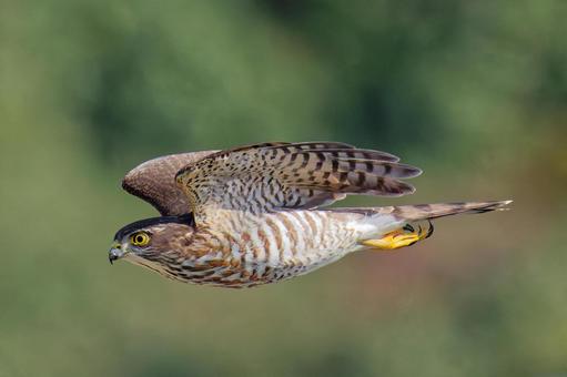 滑空するツミの幼鳥 ツミ,雀鷹,タカの写真素材