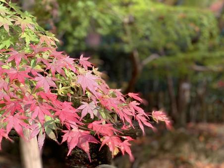色づき始めた紅葉 初秋のもみじ 色づき始めた紅葉 初秋のもみじの写真