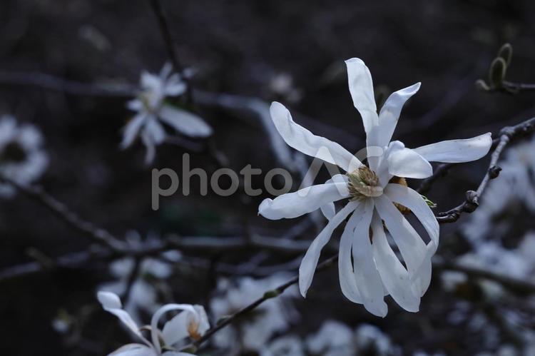 握りこぶしを開いた白い花 コブシ,辛夷,花の写真素材