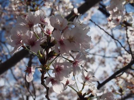 桜 桜の写真