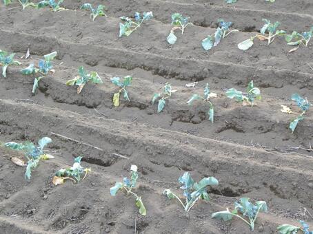 秋の畑 秋の畑の写真