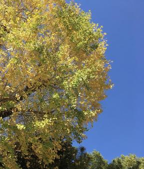 イチョウと青空 秋,イチョウ,銀杏の写真素材