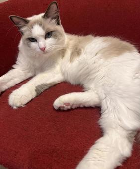 イスに座っているラグドールの写真