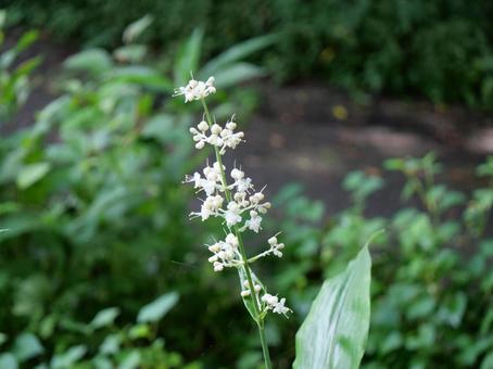 ヤブミョウガの写真