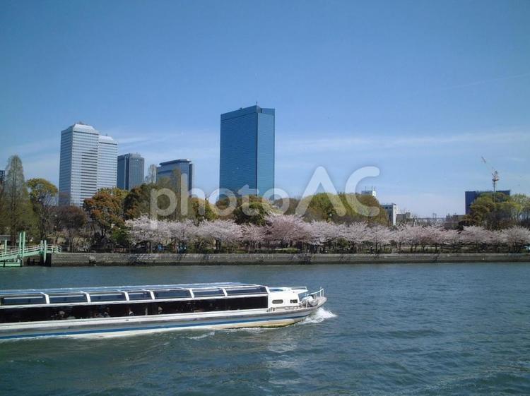 造幣局　桜の通り抜け　桜之宮公園 風景,木,晴れの写真素材