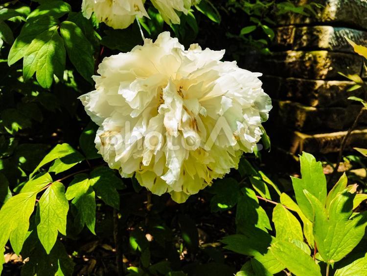 西福院の白牡丹 西福院,牡丹,仏寺の写真素材