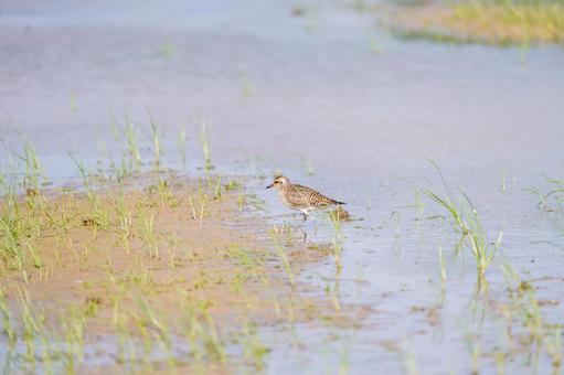 ムナグロ ムナグロ ムナグロ,鳥,野鳥の写真素材