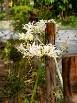 住宅地の歩道脇に咲く白いヒガンバナ ヒガンバナ,花,植物の写真素材
