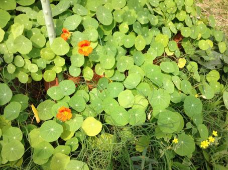 かわいらしいナスタチウム かわいらしいナスタチウム ナスタチウム,キンレンカ,草花の写真素材