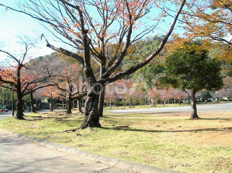 秋の公園の桜 公園,枯れ葉,秋の写真素材