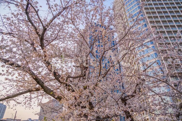 満開の桜と二子玉川のビル群 二子玉川,サクラ,桜の写真素材