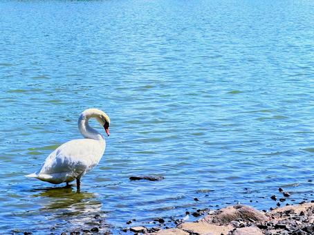 秋の水辺で冬に向けて羽繕いをする白鳥 秋の水辺で冬に向けて羽繕いをする白鳥の写真