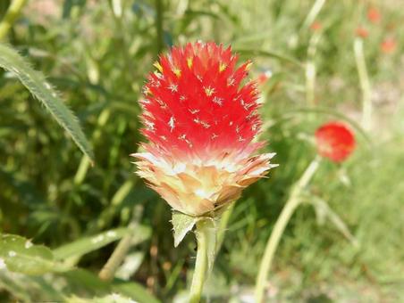 【花の写真】センニチコウ（千日紅） 千日紅,センニチコウ,赤の写真素材