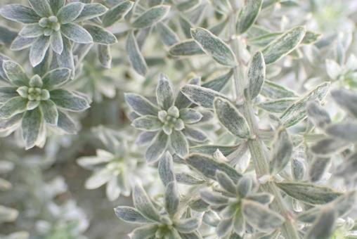 植物 植物の写真