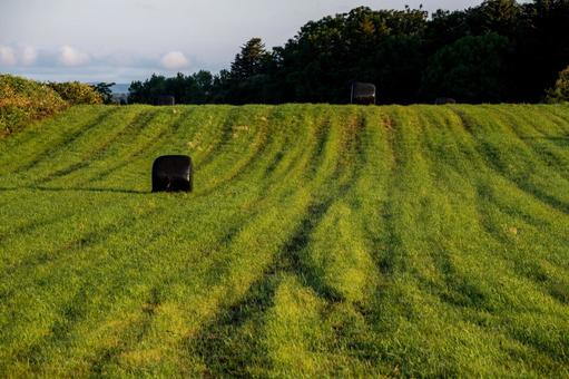 牧草地に残る轍と黒い牧草ロールの風景 牧草地に残る轍と黒い牧草ロールの風景 牧草ロール,牧草地,干し草ロールの写真素材