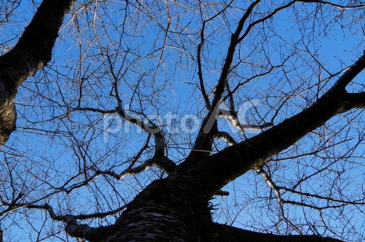 このえ（木の枝） 木,空,枯れ木の写真素材