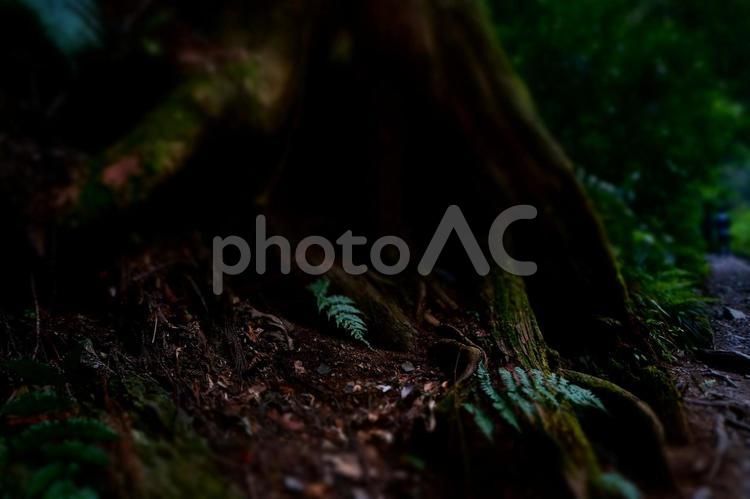 森の風景 日本,東京都,東京の写真素材