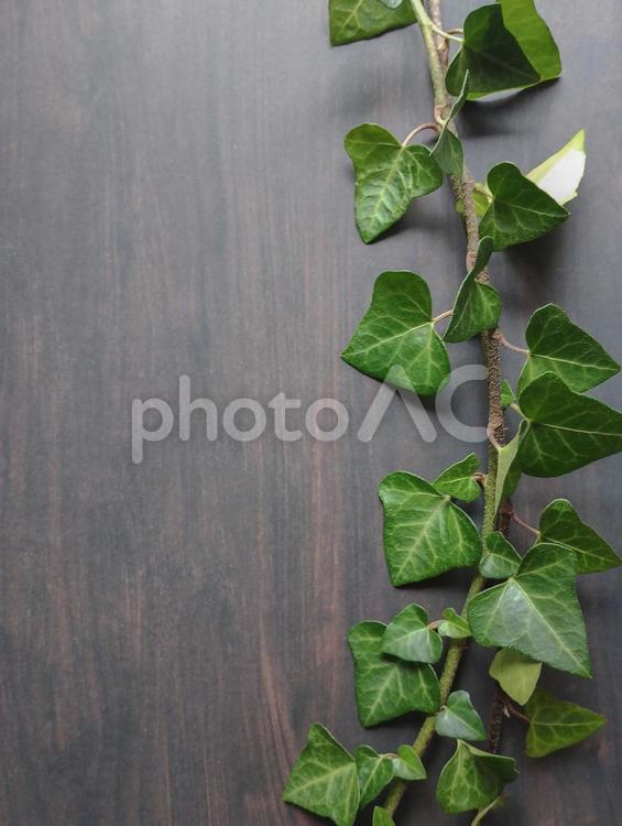 木目とアイビー-1 グリーン,植物,アイビーの写真素材